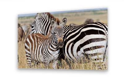 Wandbilder Wildlife Afrika