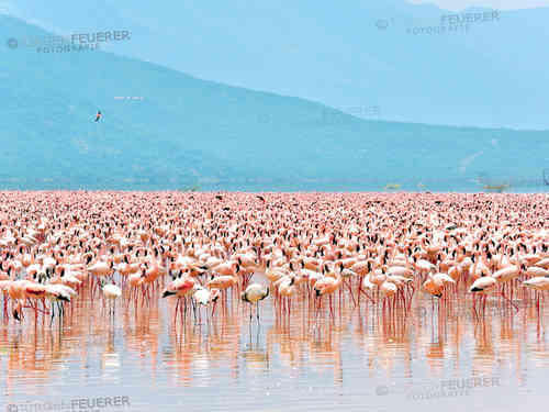 Flamingoswarm in the Rift Valley