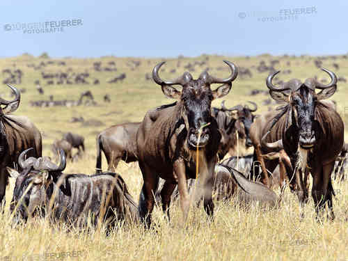 Wildebeests in the Masai Mara