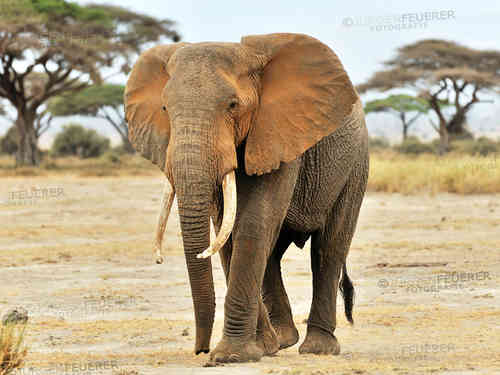 Elefant in Amboseli