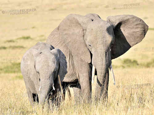 Junger Elefant mit Mutter