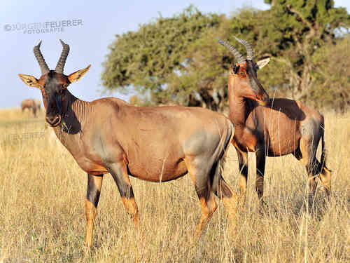 Topi Antelopes, Masai Mara