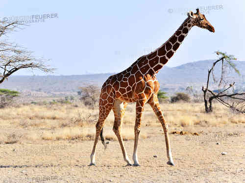 Stolze Giraffe