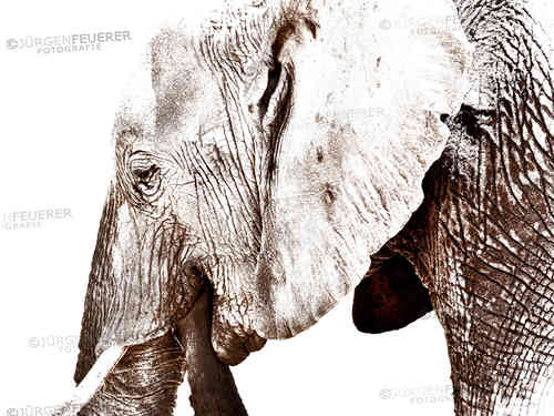 Head of Elephant Sepia Tone