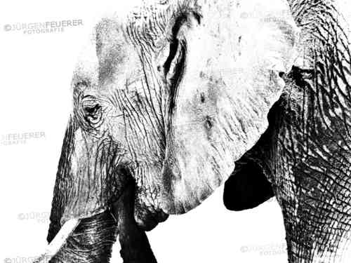 Head of Elephant Black and White
