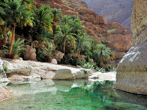 Palm Oasis Wadi Shab