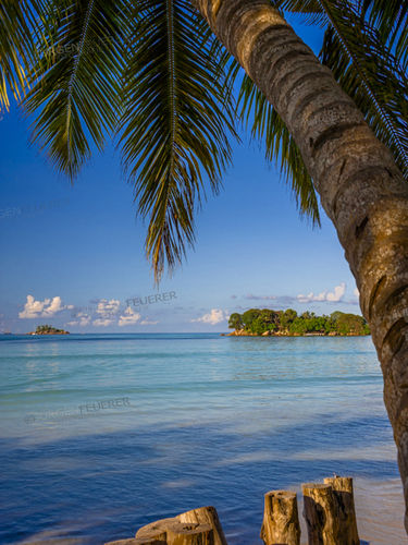 Blue Sea under Palm Trees