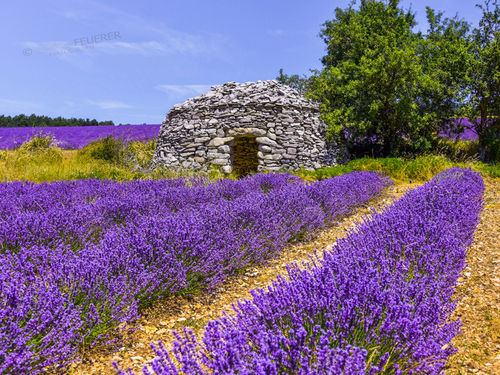 Steinhütte im Lavendelfeld