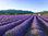 Provence in Violet