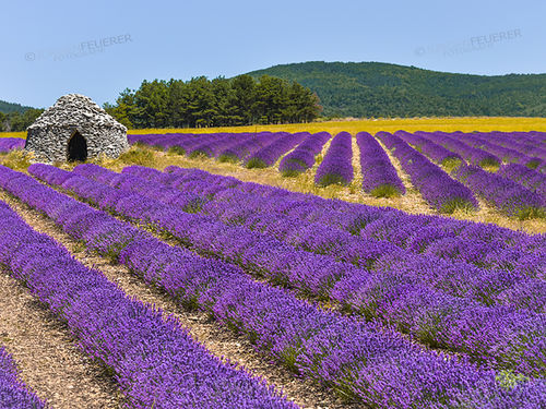 Idyll of lavender